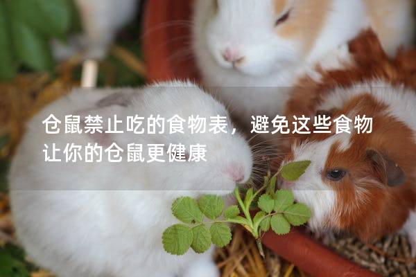 仓鼠禁止吃的食物表，避免这些食物让你的仓鼠更健康