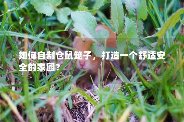 如何自制仓鼠笼子，打造一个舒适安全的家园？