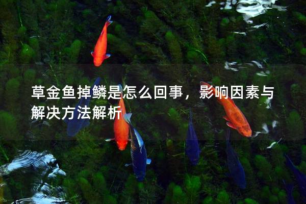 草金鱼掉鳞是怎么回事，影响因素与解决方法解析