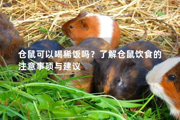 仓鼠可以喝稀饭吗？了解仓鼠饮食的注意事项与建议