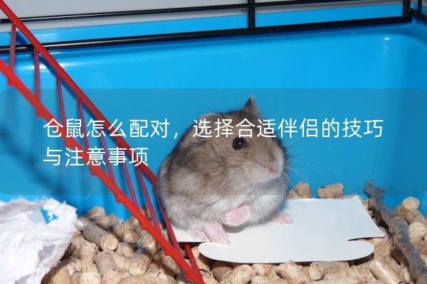 仓鼠怎么配对，选择合适伴侣的技巧与注意事项