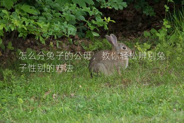怎么分兔子的公母，教你轻松辨别兔子性别的方法