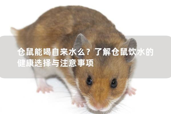 仓鼠能喝自来水么？了解仓鼠饮水的健康选择与注意事项