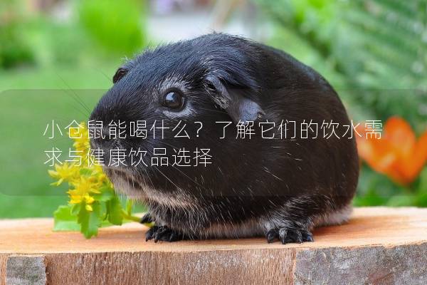 小仓鼠能喝什么？了解它们的饮水需求与健康饮品选择