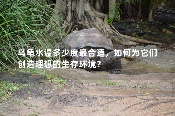 乌龟水温多少度最合适，如何为它们创造理想的生存环境？