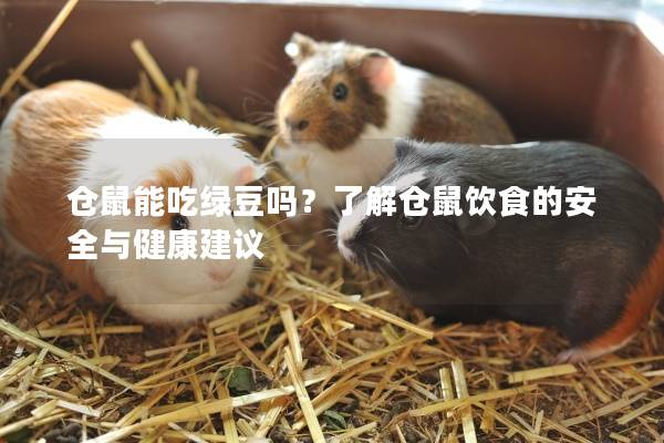 仓鼠能吃绿豆吗？了解仓鼠饮食的安全与健康建议