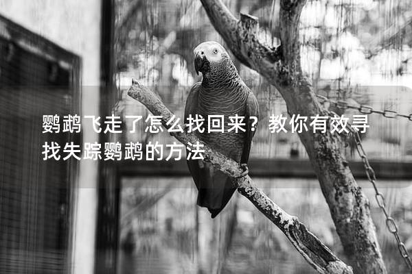 鹦鹉飞走了怎么找回来？教你有效寻找失踪鹦鹉的方法