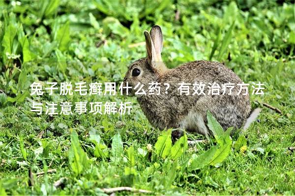 兔子脱毛癣用什么药？有效治疗方法与注意事项解析