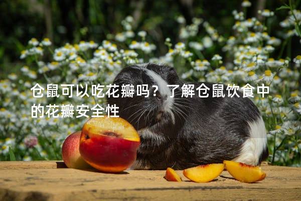仓鼠可以吃花瓣吗？了解仓鼠饮食中的花瓣安全性