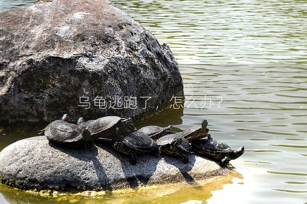 乌龟逃跑了，怎么办？