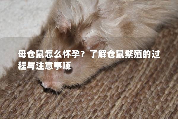 母仓鼠怎么怀孕？了解仓鼠繁殖的过程与注意事项