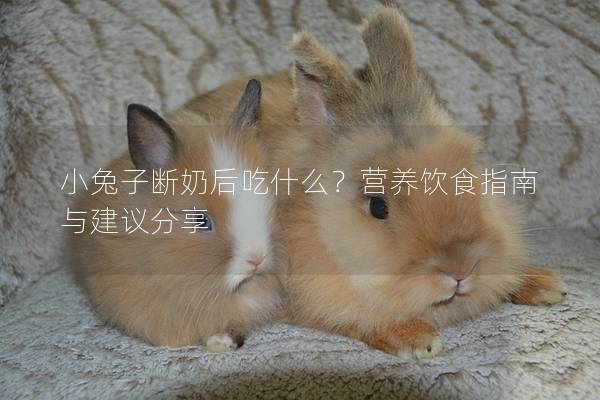 小兔子断奶后吃什么？营养饮食指南与建议分享