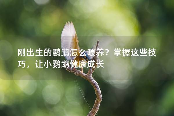 刚出生的鹦鹉怎么喂养？掌握这些技巧，让小鹦鹉健康成长