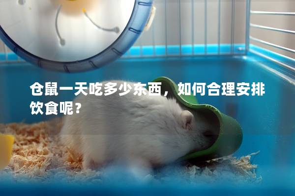 仓鼠一天吃多少东西，如何合理安排饮食呢？