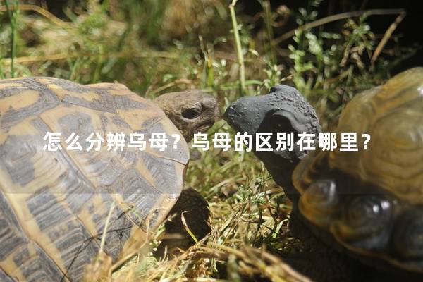 怎么分辨乌母？乌母的区别在哪里？