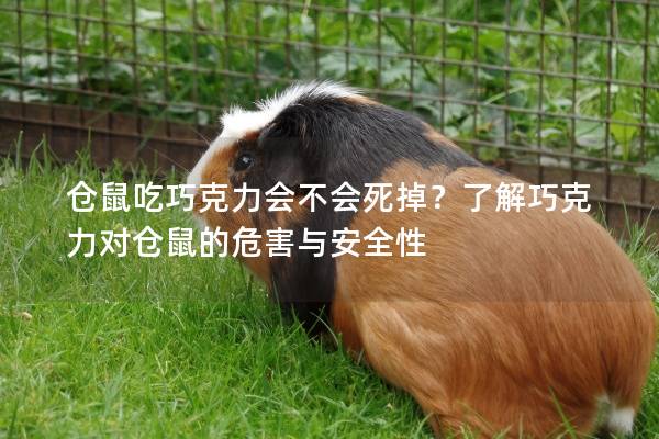 仓鼠吃巧克力会不会死掉？了解巧克力对仓鼠的危害与安全性