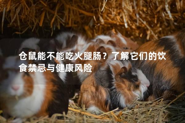 仓鼠能不能吃火腿肠？了解它们的饮食禁忌与健康风险
