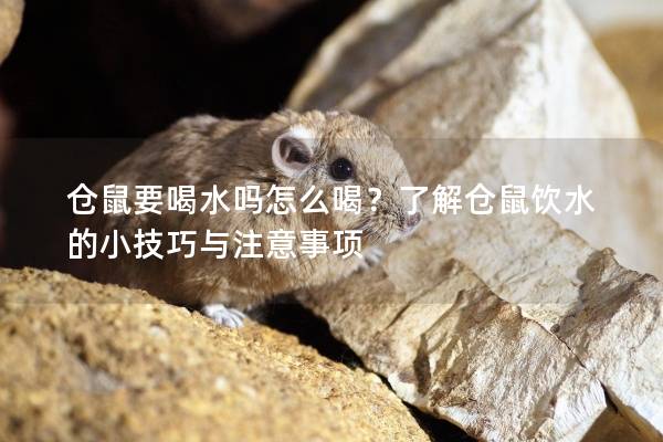 仓鼠要喝水吗怎么喝？了解仓鼠饮水的小技巧与注意事项