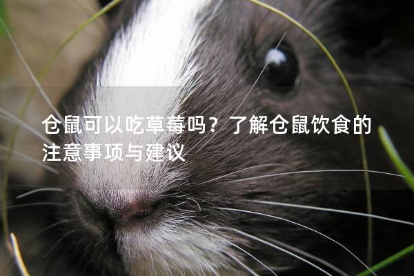 仓鼠可以吃草莓吗？了解仓鼠饮食的注意事项与建议