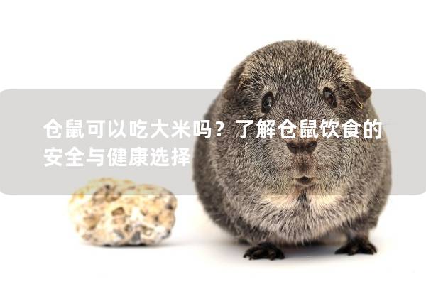 仓鼠可以吃大米吗？了解仓鼠饮食的安全与健康选择