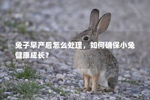 兔子早产后怎么处理，如何确保小兔健康成长？