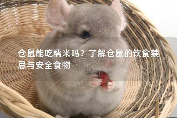 仓鼠能吃糯米吗？了解仓鼠的饮食禁忌与安全食物