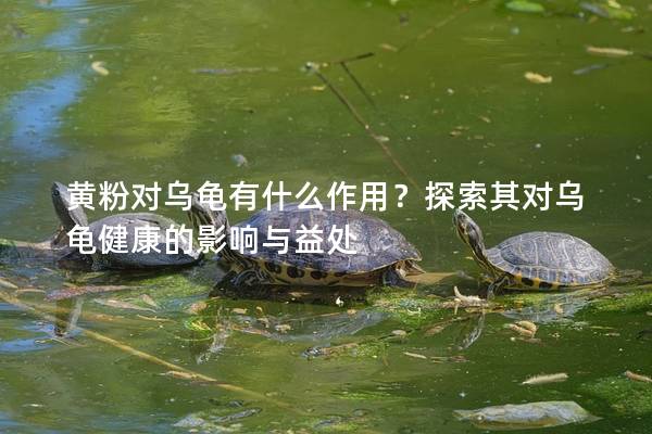 黄粉对乌龟有什么作用？探索其对乌龟健康的影响与益处