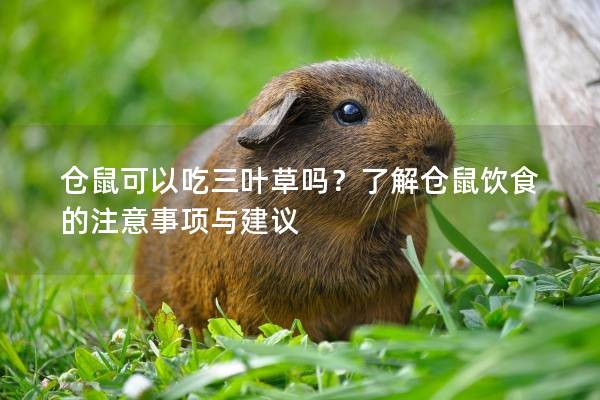 仓鼠可以吃三叶草吗？了解仓鼠饮食的注意事项与建议