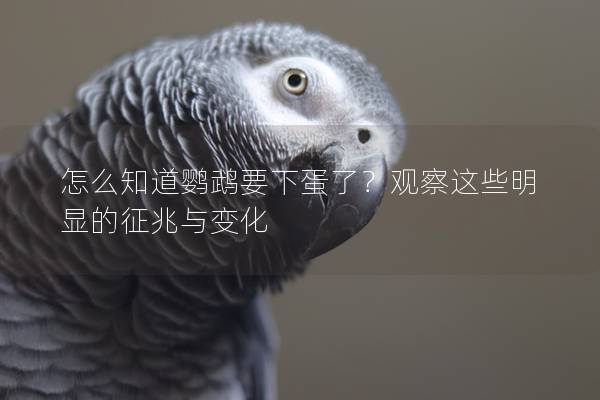 怎么知道鹦鹉要下蛋了？观察这些明显的征兆与变化