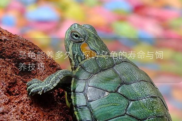 乌龟能养多久？探讨乌龟的寿命与饲养技巧