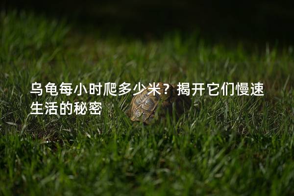 乌龟每小时爬多少米？揭开它们慢速生活的秘密
