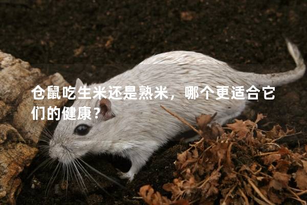 仓鼠吃生米还是熟米，哪个更适合它们的健康？