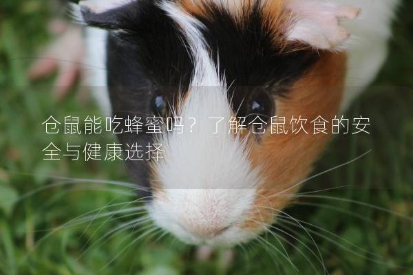 仓鼠能吃蜂蜜吗？了解仓鼠饮食的安全与健康选择