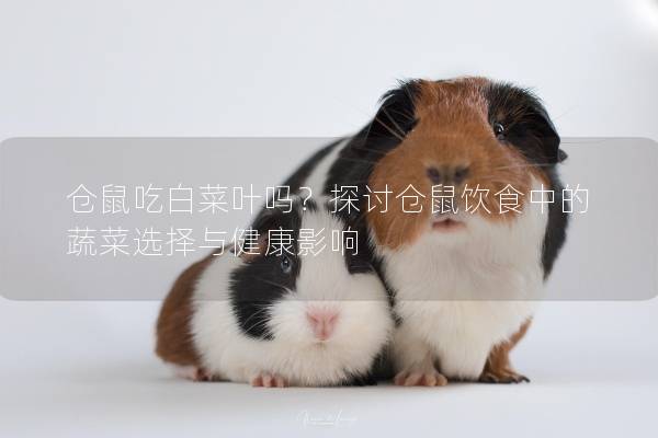 仓鼠吃白菜叶吗？探讨仓鼠饮食中的蔬菜选择与健康影响