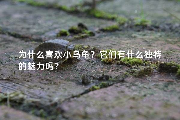 为什么喜欢小乌龟？它们有什么独特的魅力吗？