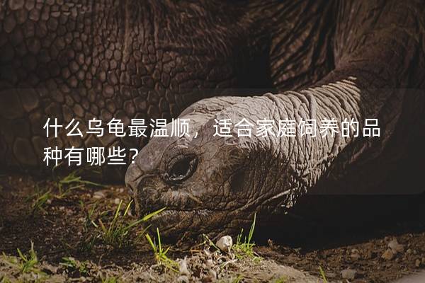 什么乌龟最温顺，适合家庭饲养的品种有哪些？