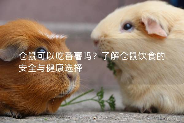 仓鼠可以吃番薯吗？了解仓鼠饮食的安全与健康选择