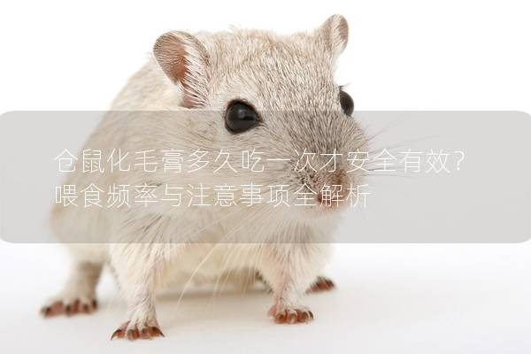 仓鼠化毛膏多久吃一次才安全有效？ 喂食频率与注意事项全解析