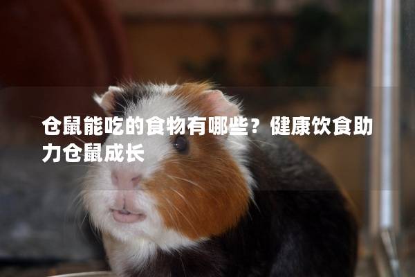 仓鼠能吃的食物有哪些？健康饮食助力仓鼠成长