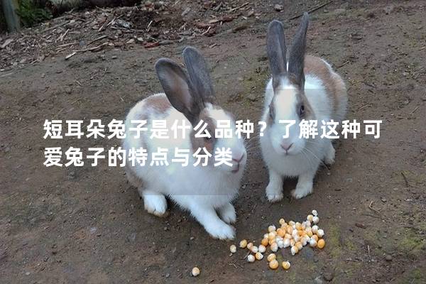 短耳朵兔子是什么品种？了解这种可爱兔子的特点与分类