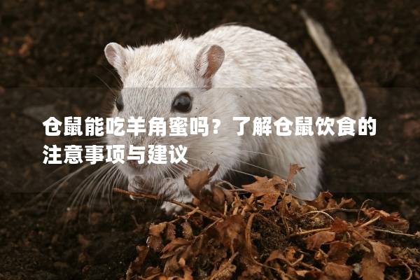仓鼠能吃羊角蜜吗？了解仓鼠饮食的注意事项与建议