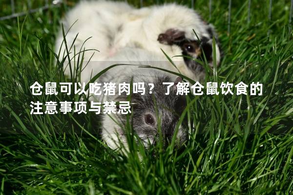 仓鼠可以吃猪肉吗？了解仓鼠饮食的注意事项与禁忌