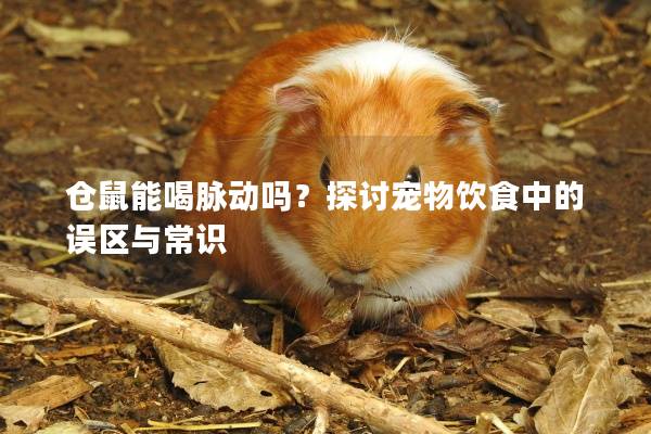 仓鼠能喝脉动吗？探讨宠物饮食中的误区与常识