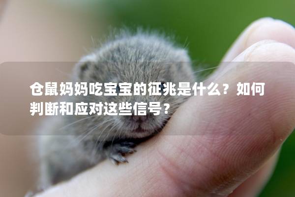 仓鼠妈妈吃宝宝的征兆是什么？如何判断和应对这些信号？