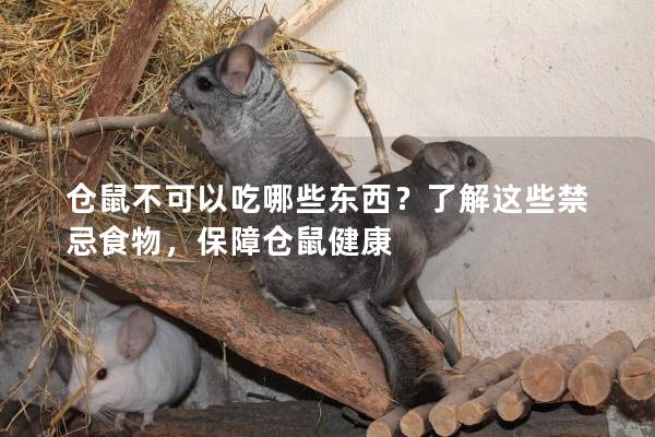 仓鼠不可以吃哪些东西？了解这些禁忌食物，保障仓鼠健康