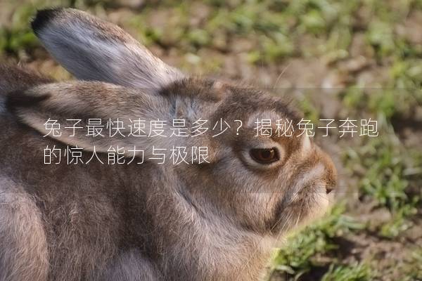 兔子最快速度是多少？揭秘兔子奔跑的惊人能力与极限