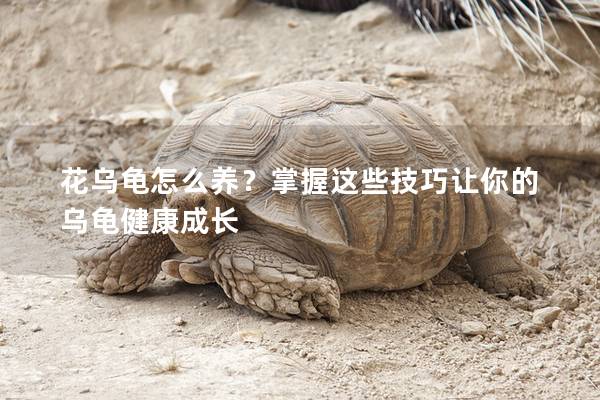 花乌龟怎么养？掌握这些技巧让你的乌龟健康成长