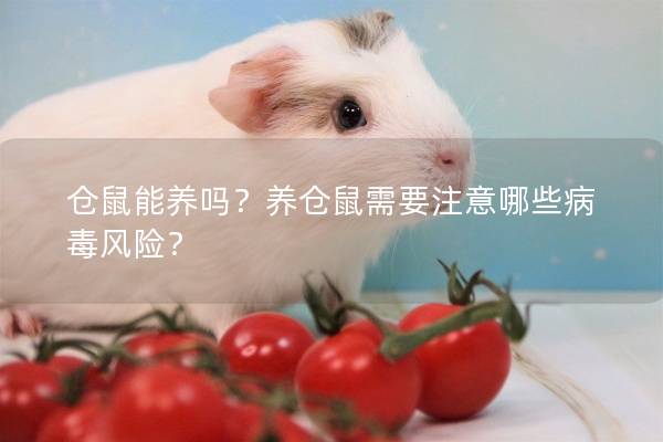 仓鼠能养吗？养仓鼠需要注意哪些病毒风险？