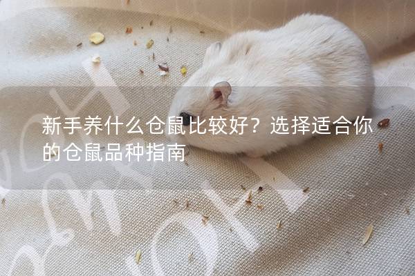新手养什么仓鼠比较好？选择适合你的仓鼠品种指南
