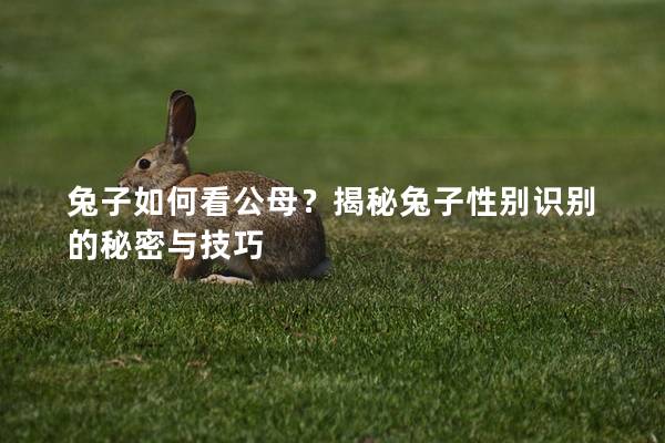 兔子如何看公母？揭秘兔子性别识别的秘密与技巧